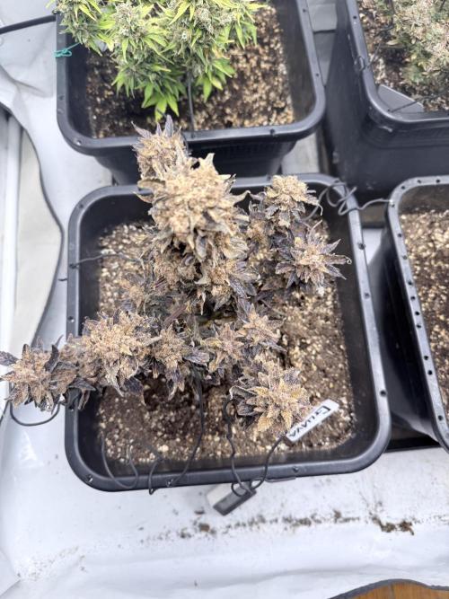 Fastbuds Guava Auto. Week 14