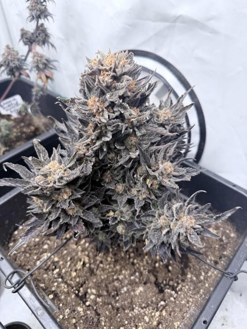 Papaya Cookies Auto. Week 14