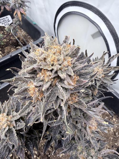 Papaya Cookies Auto. Week 14