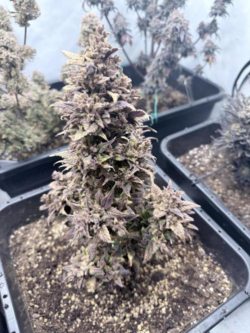 Fastbuds Ztrawberriez Auto. Week 14