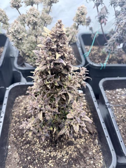 Ztrawberriez Auto. Week 14