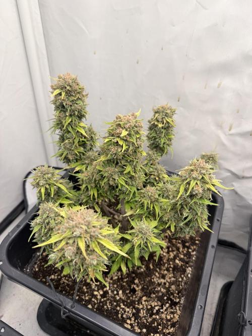 Fastbuds Z-Up Auto. Week 14