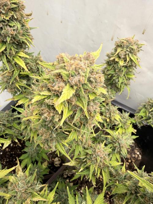 Fastbuds Z-Up Auto. Week 14
