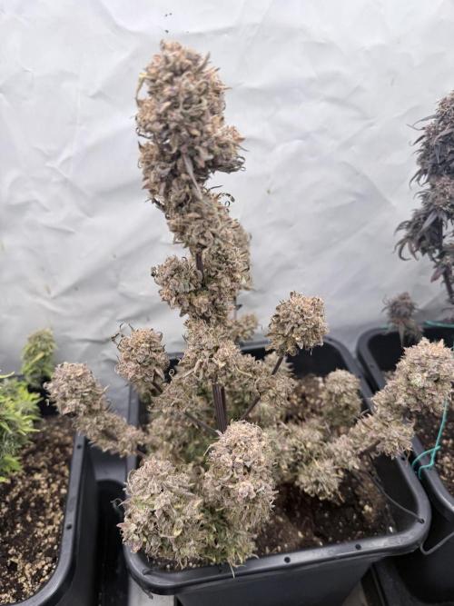 Apple Strudel Auto. Week 14
