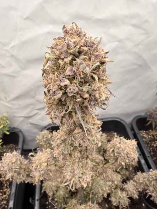 Apple Strudel Auto. Week 14