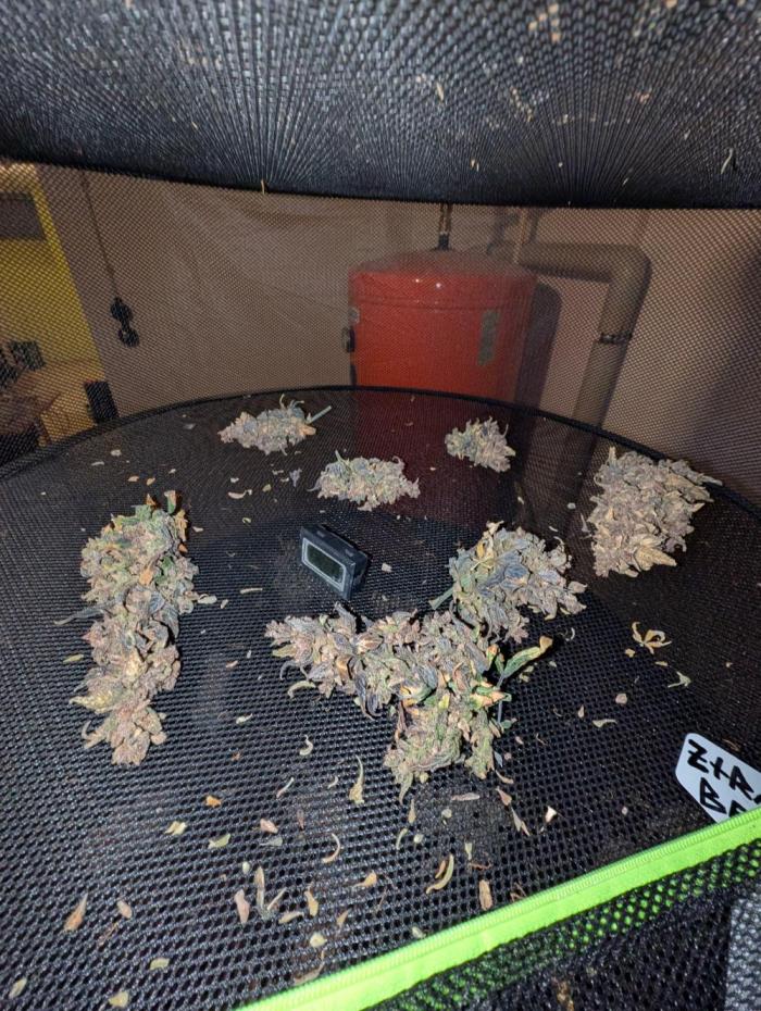 Fastbuds Ztrawberriez Auto. Week 15
