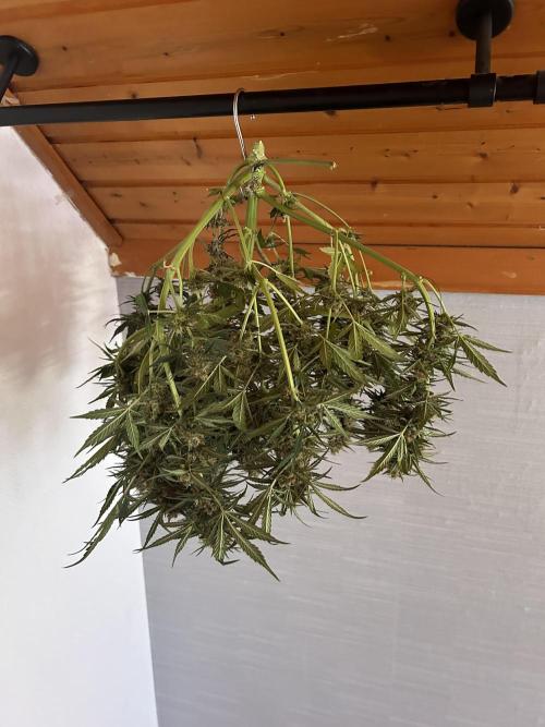 Lemon Cherry Cookies Auto. Week 19