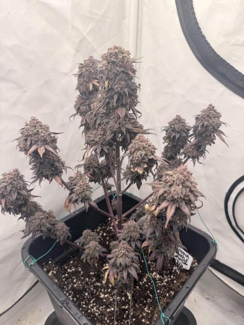 Banana Purple PunchRF3 Auto. Week 15