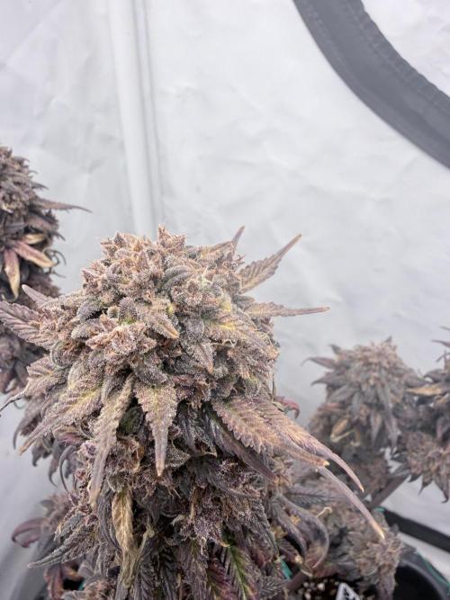 Banana Purple PunchRF3 Auto. Week 15