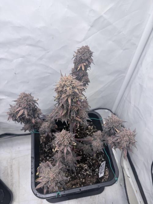 Banana Purple PunchRF3 Auto. Week 15