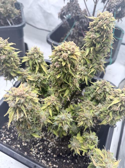 Fastbuds Z-Up Auto. Week 15