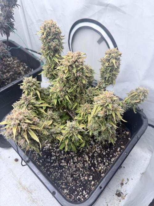 Fastbuds Z-Up Auto. Week 15
