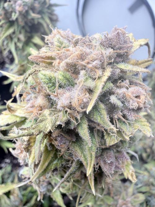 Fastbuds Z-Up Auto. Week 15