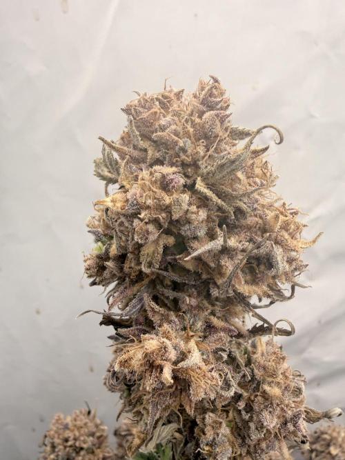Apple Strudel Auto. Week 15