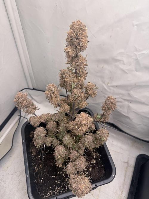 Apple Strudel Auto. Week 15