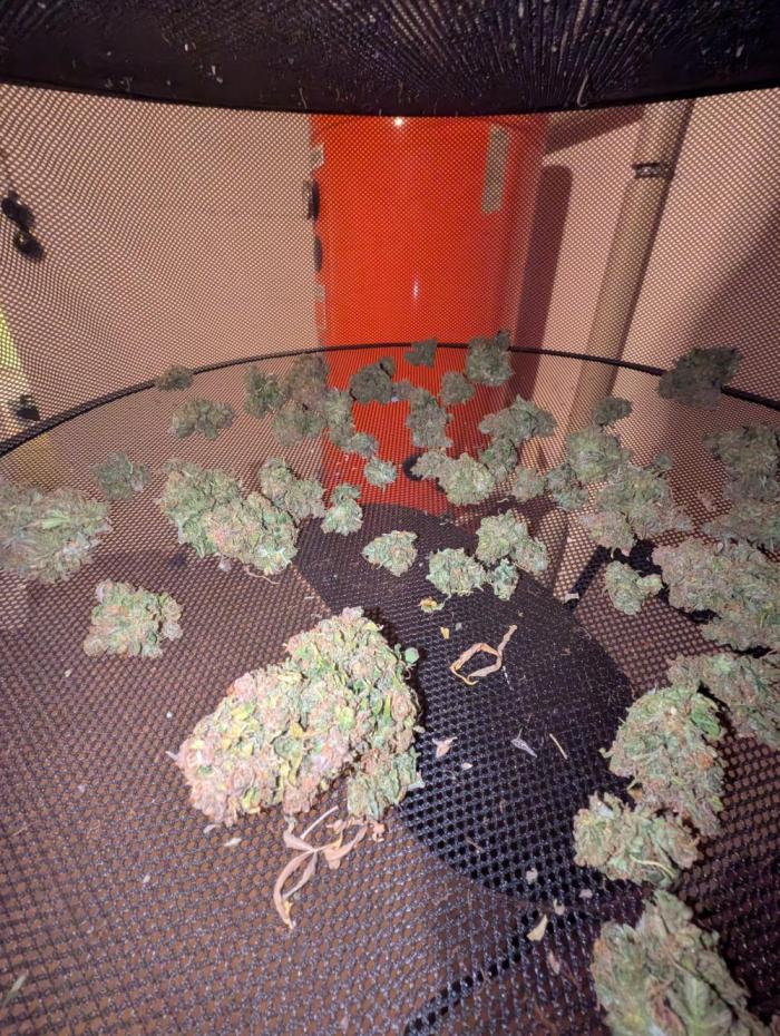 Fastbuds Z-Up Auto. Week 16