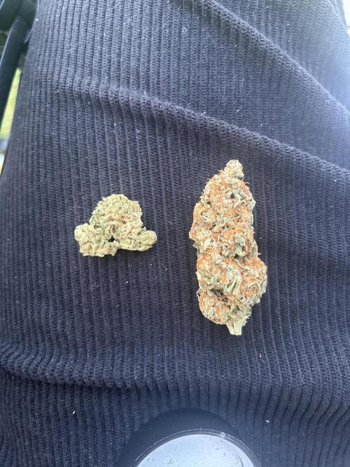 Gorilla Skittelz 21.08.25. Week 19