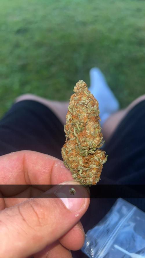 Gorilla Skittelz 21.08.25. Week 19