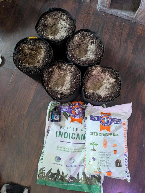 New fastbuds strains. Week 0 - I use organic soil. with organic seed starter in the middle a little great white