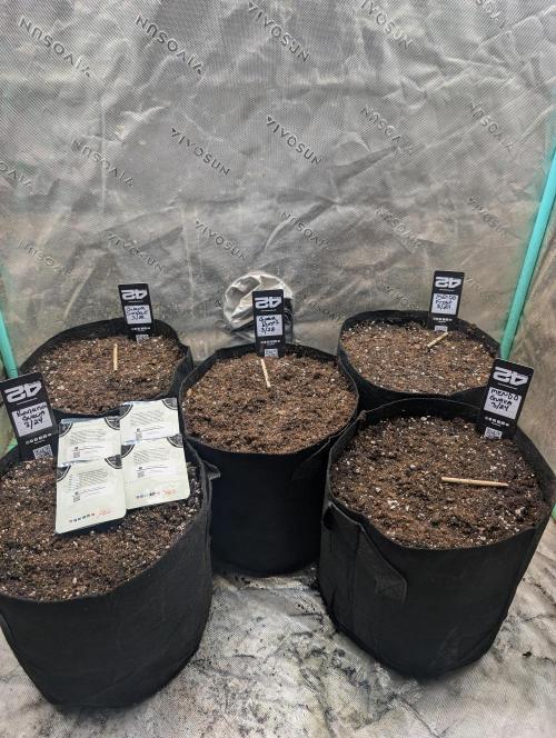 New fastbuds strains. Week 0 - I will be receiving my guava runtz on Tuesday.. 