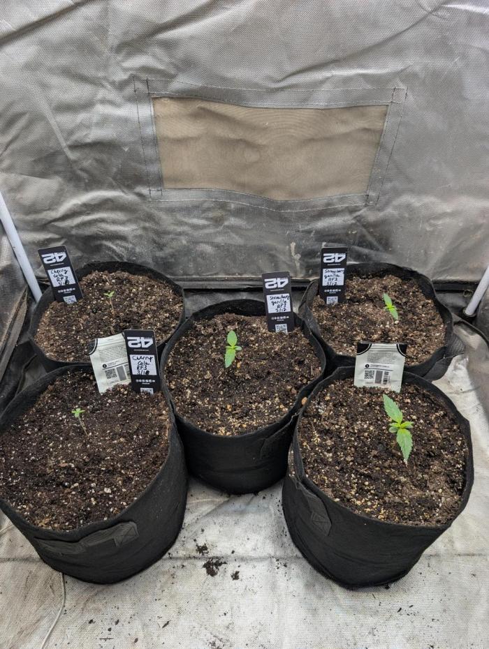 Tent 2. Week 0