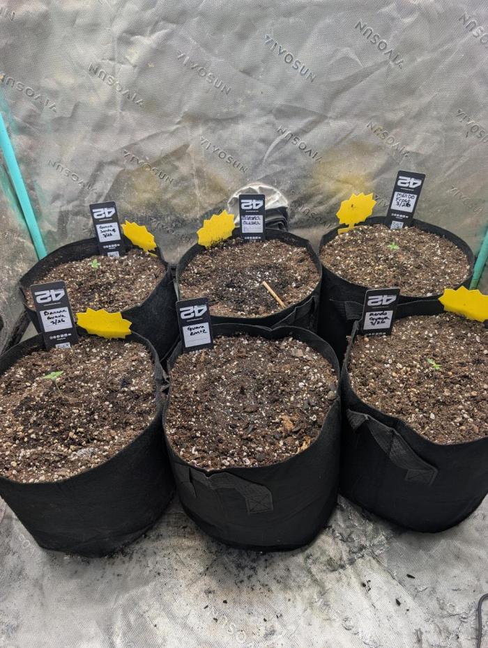 New fastbuds strains. Week 1 - 100% germination.. as long as the guava runtz comes up.. I have the faith