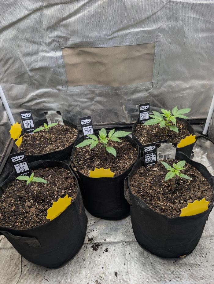 Tent 2. Week 1 - Cherry cola is a week behind