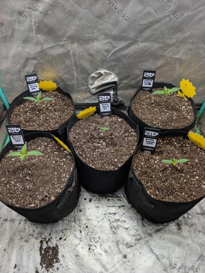 New fastbuds strains. Week 2 - The guava runtz came a little late.. she is about a week behind the others..