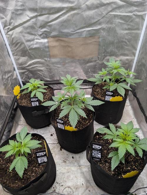 Tent 2. Week 2