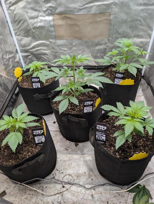 Tent 2. Week 2