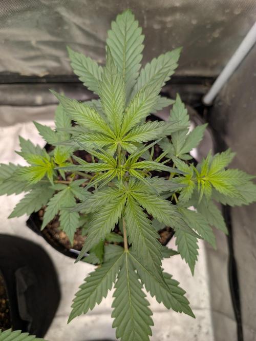 Tent 2. Week 2