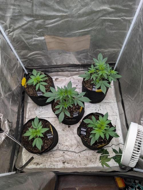 Tent 2. Week 2