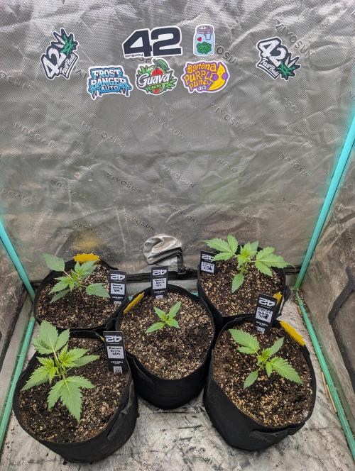 New fastbuds strains. Week 3