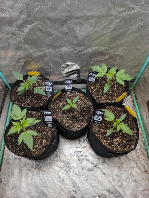 New fastbuds strains. Week 3