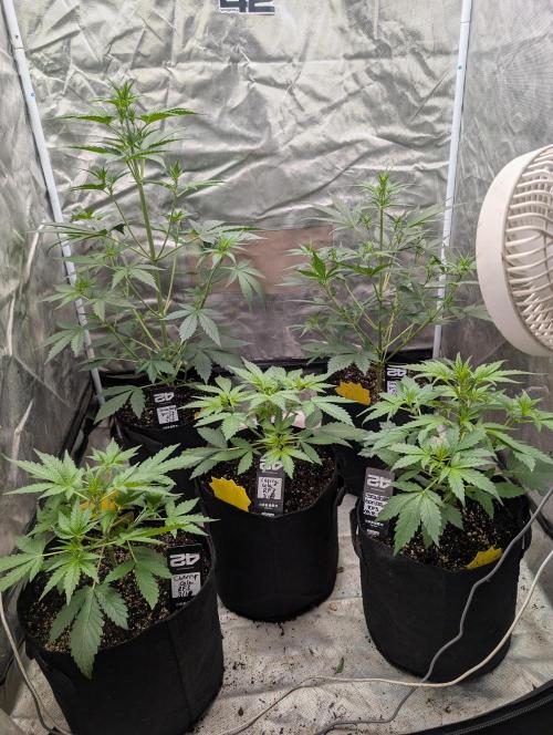Tent 2. Week 3
