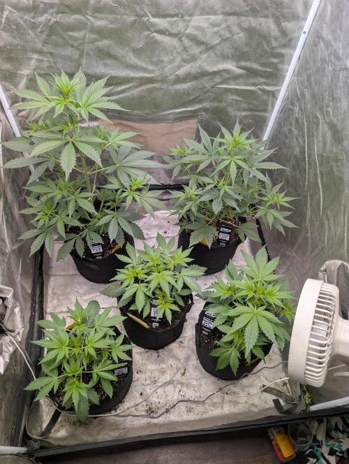 Tent 2. Week 3