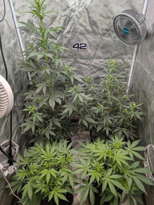 Tent 2. Week 4