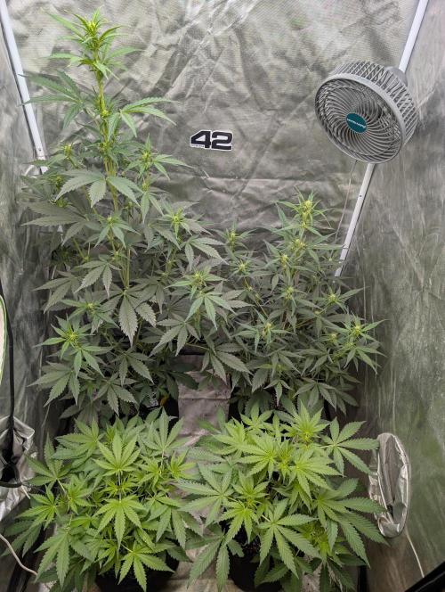 Tent 2. Week 4