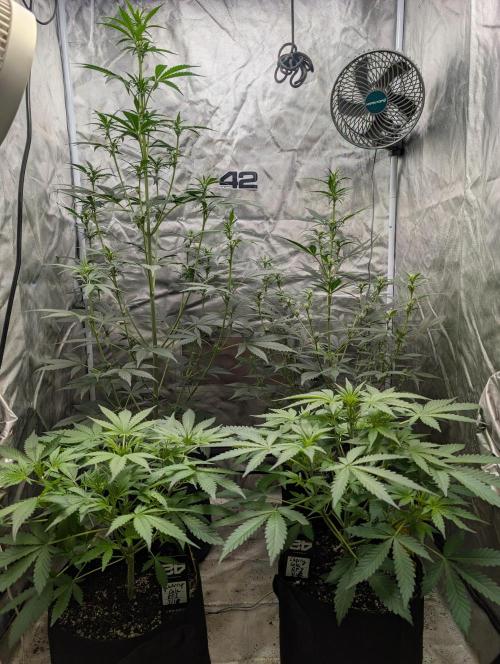 Tent 2. Week 4