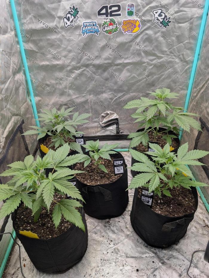 New fastbuds strains. Week 4