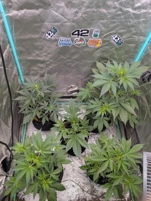New fastbuds strains. Week 5