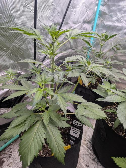 New fastbuds strains. Week 5