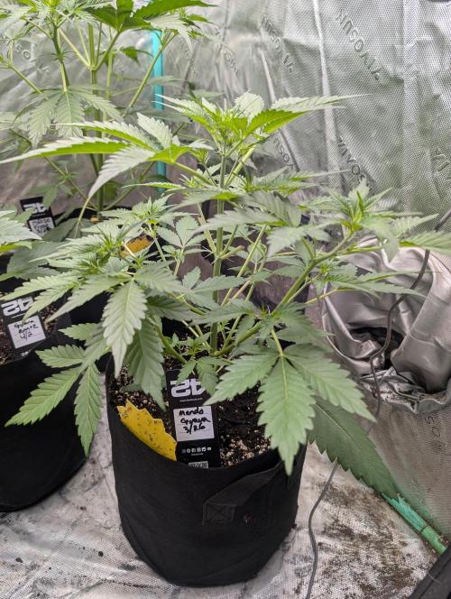 New fastbuds strains. Week 5