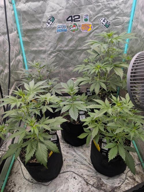 New fastbuds strains. Week 5