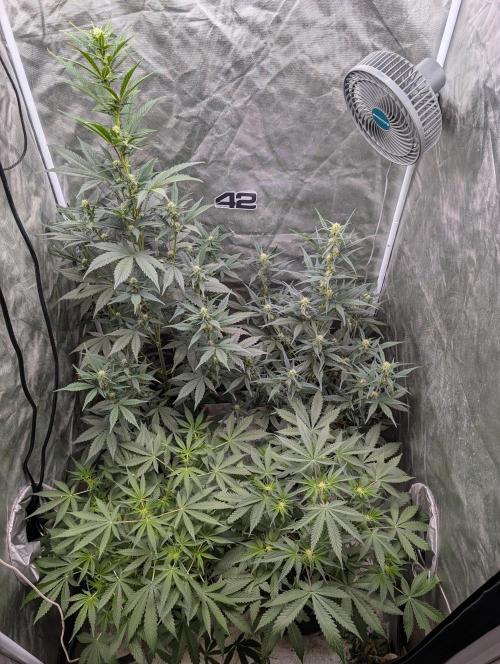 Tent 2. Week 5