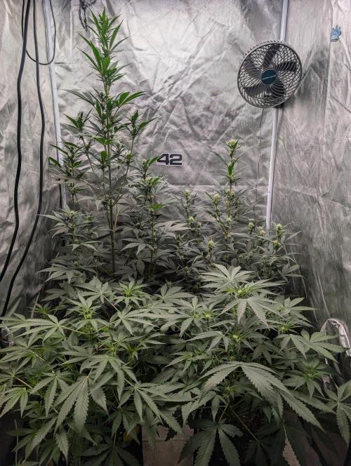 Tent 2. Week 5