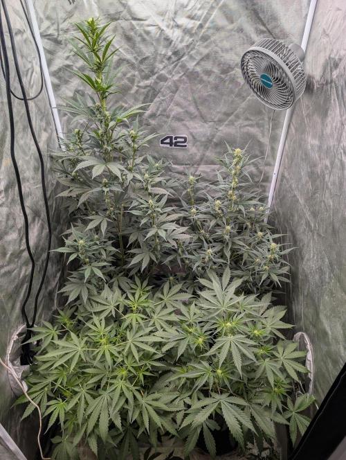 Tent 2. Week 5