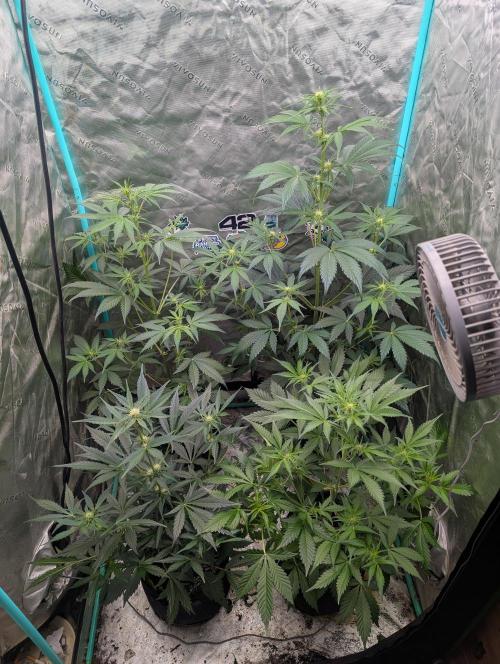 New fastbuds strains. Week 6