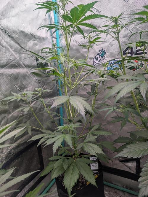 New fastbuds strains. Week 6