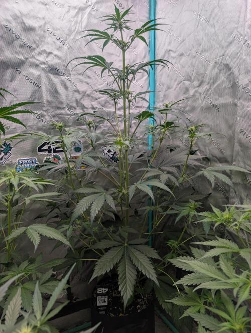 New fastbuds strains. Week 6